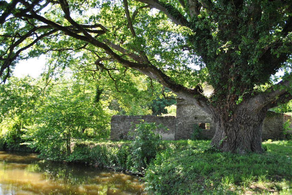 Le Manoir De La Vieille Douve Bed & Breakfast Bourg-d'Ire Eksteriør bilde
